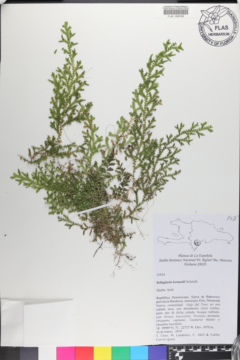 Selaginella leonardii photo 6