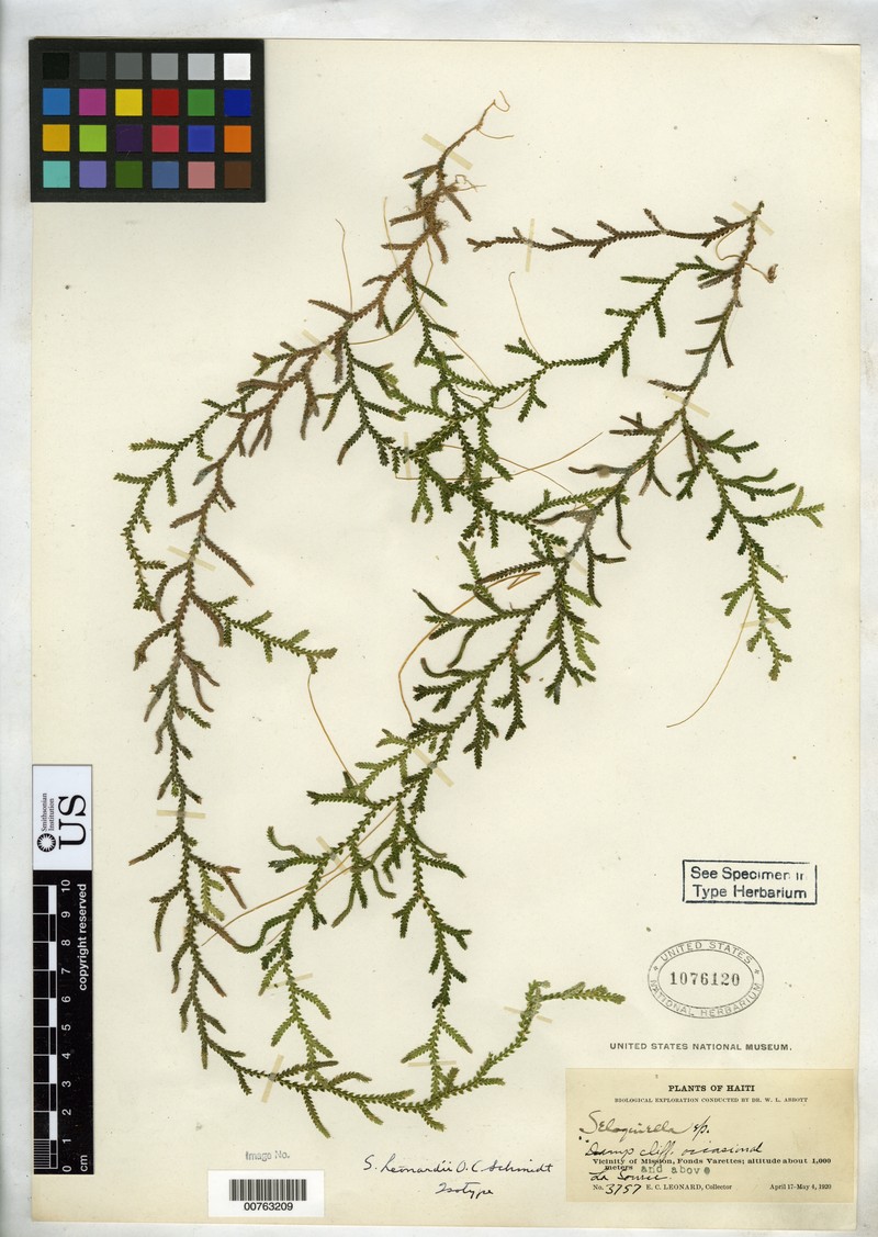 Selaginella leonardii