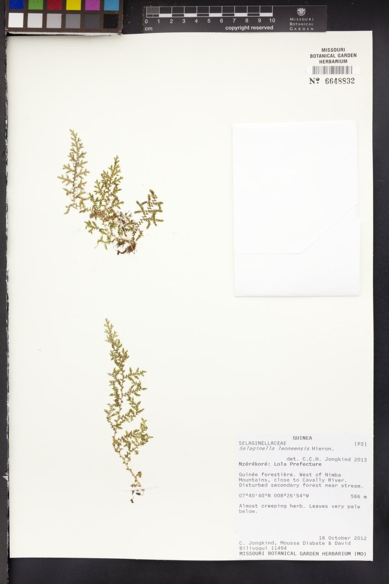Selaginella leoneensis