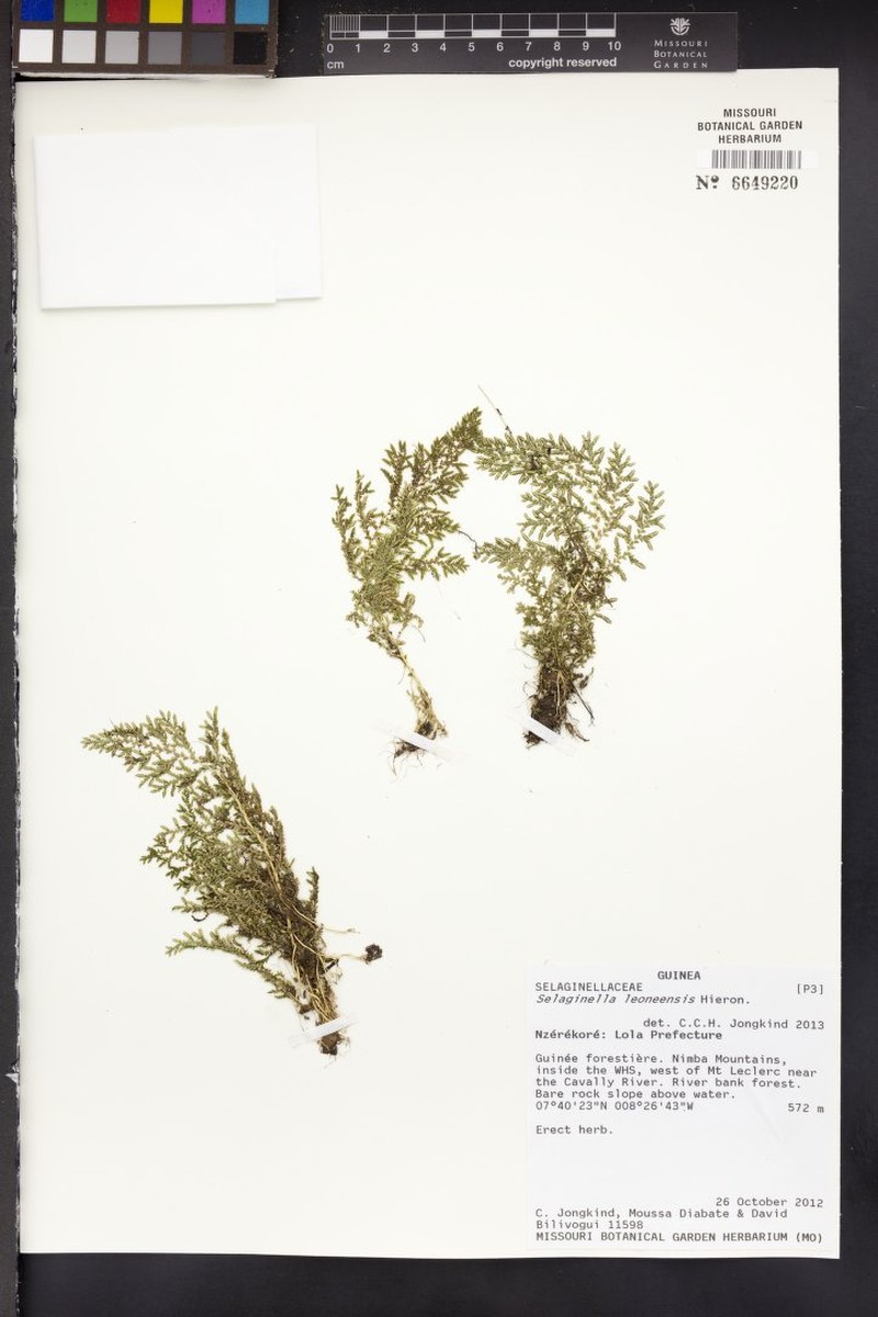 Selaginella leoneensis photo 2