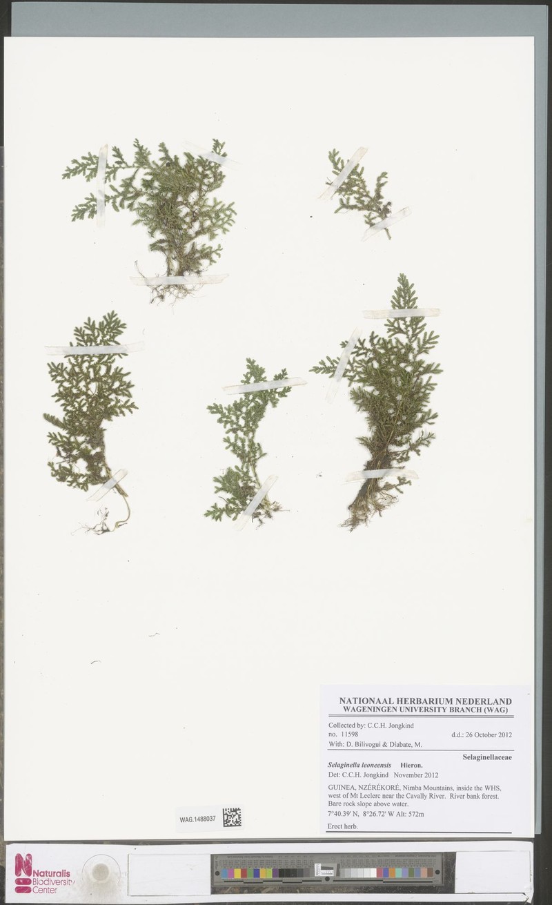 Selaginella leoneensis photo 3