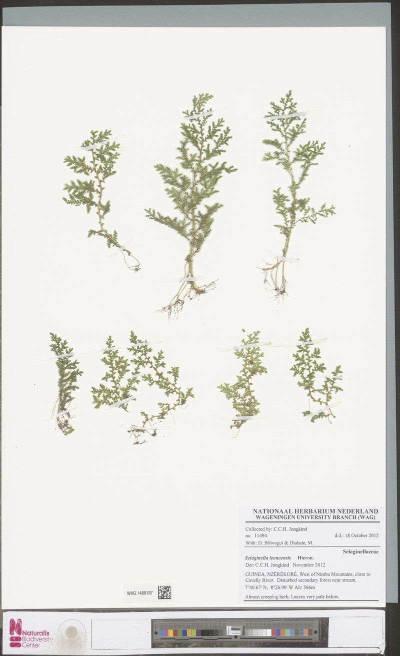 Selaginella leoneensis photo 4