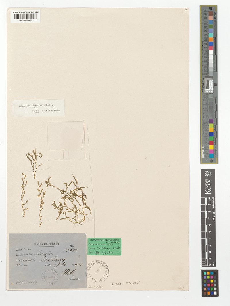Selaginella lepida