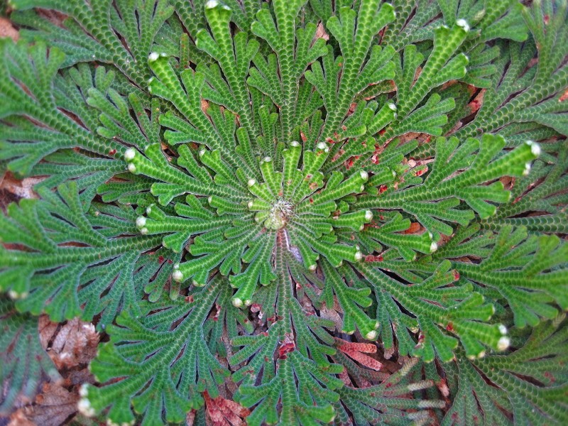 Flower Of Stone photo 4