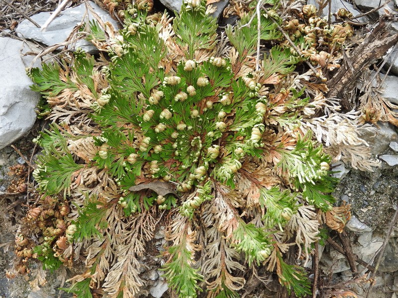 Flower Of Stone photo 5