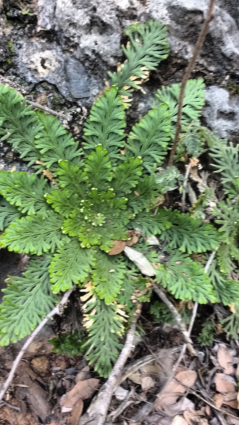 Flower Of Stone photo 6