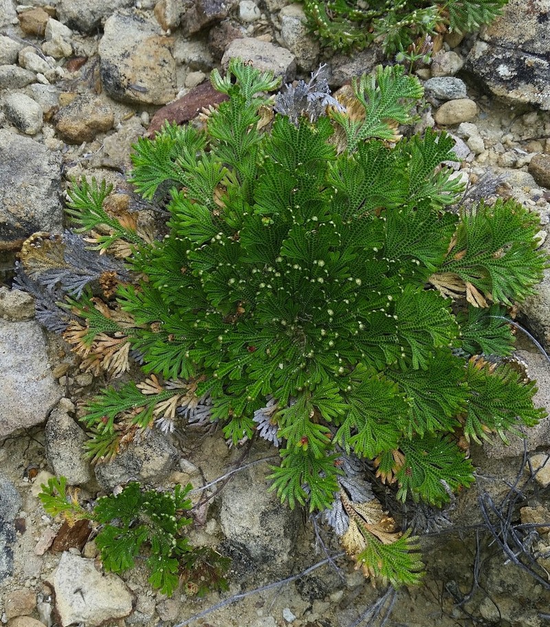 Flower Of Stone photo 7