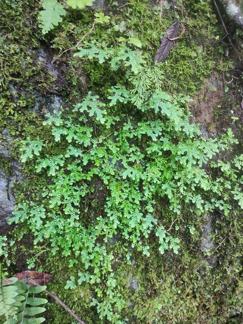 Selaginella leptophylla