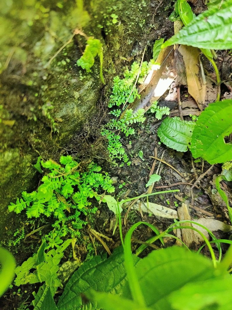 Selaginella leptophylla photo 2