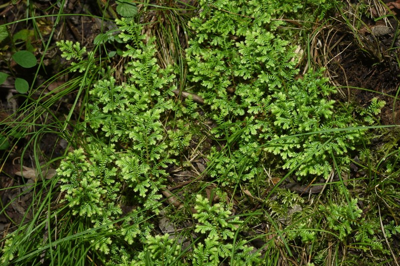 Selaginella leptophylla photo 3