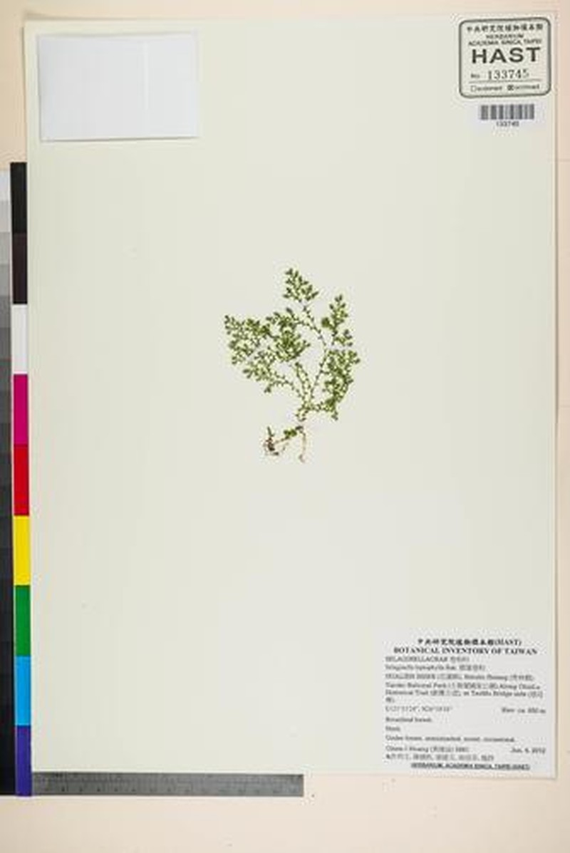 Selaginella leptophylla photo 4