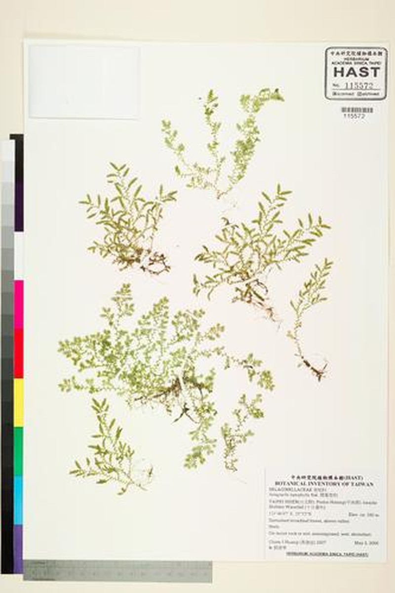 Selaginella leptophylla photo 6