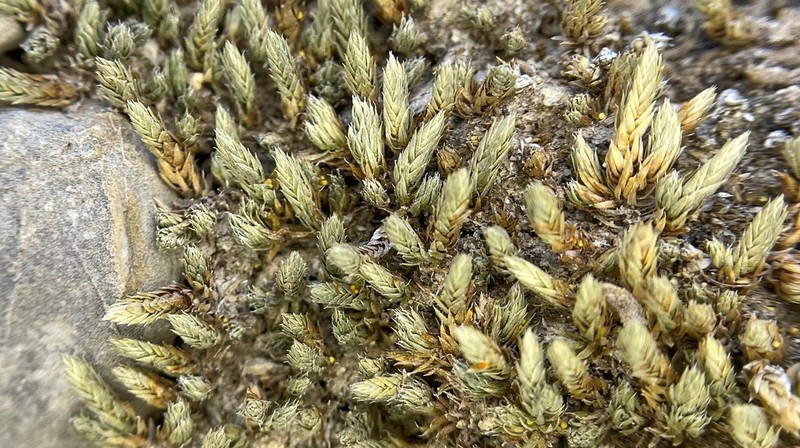 Mojave Spikemoss