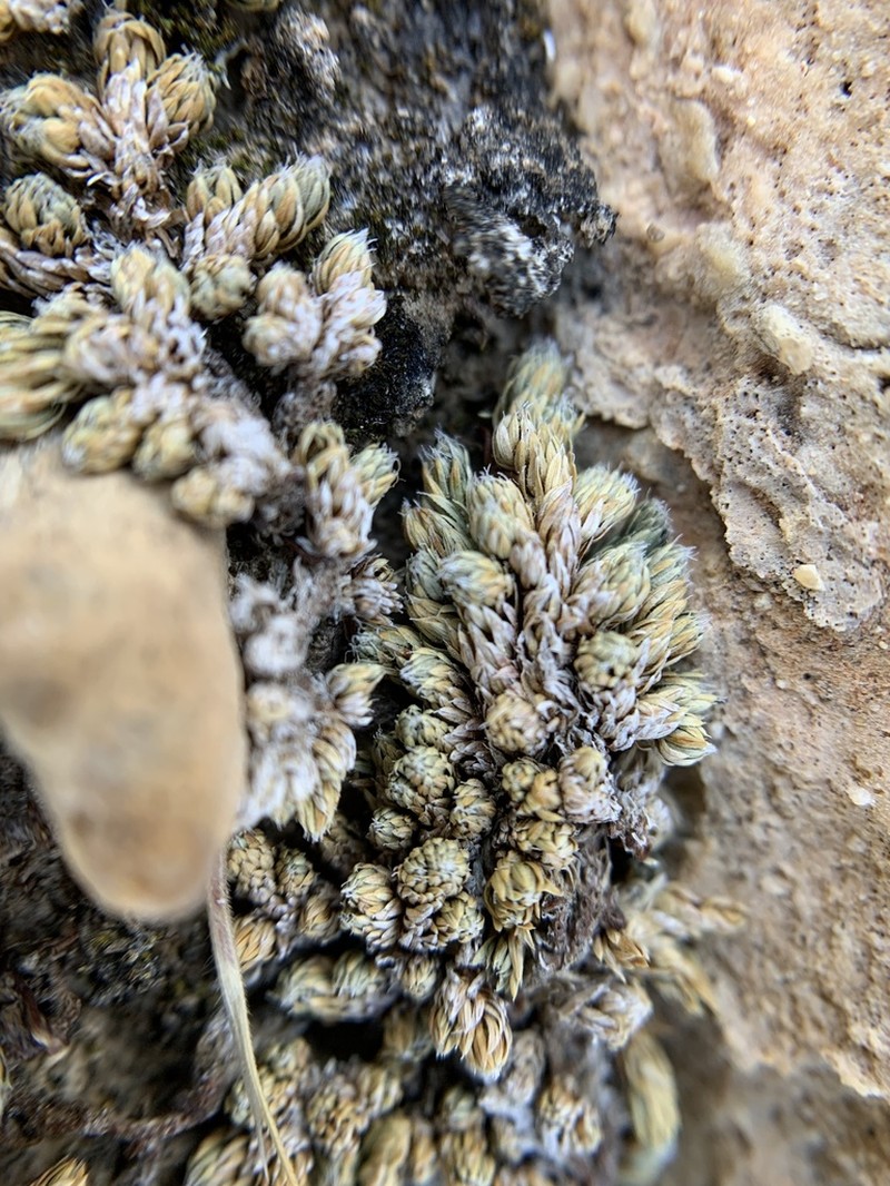Mojave Spikemoss photo 2