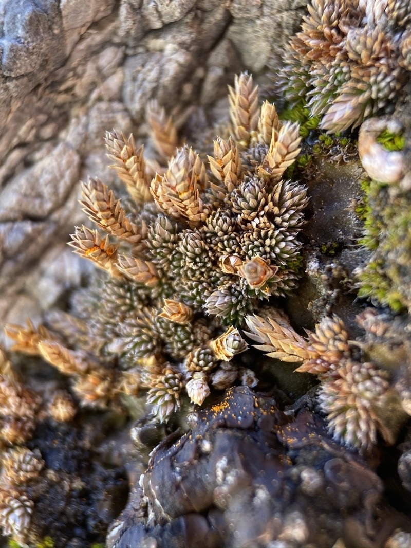 Mojave Spikemoss photo 3