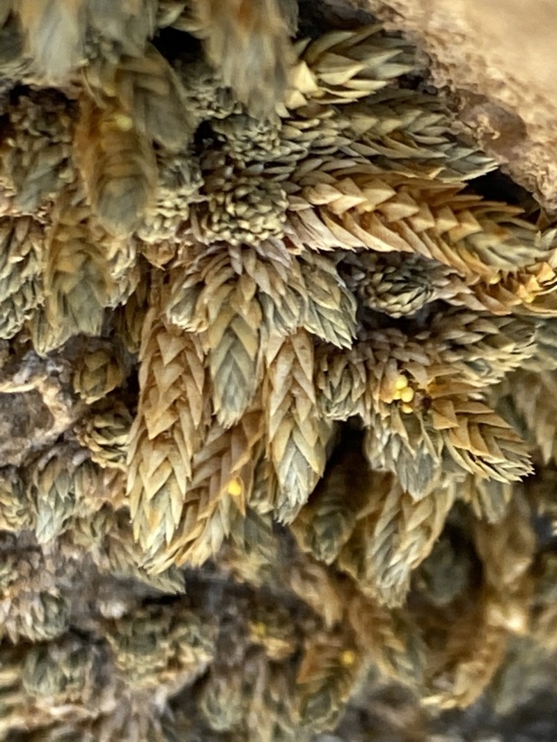 Mojave Spikemoss photo 4