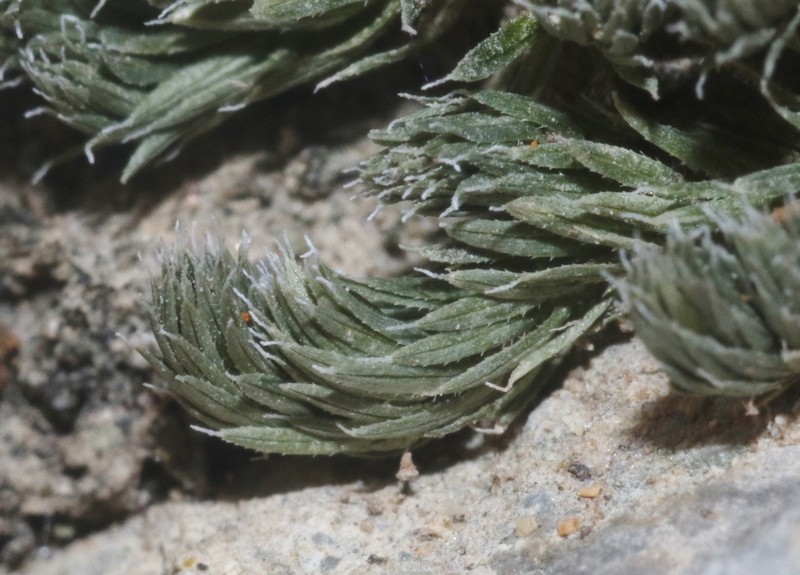 Mojave Spikemoss photo 5
