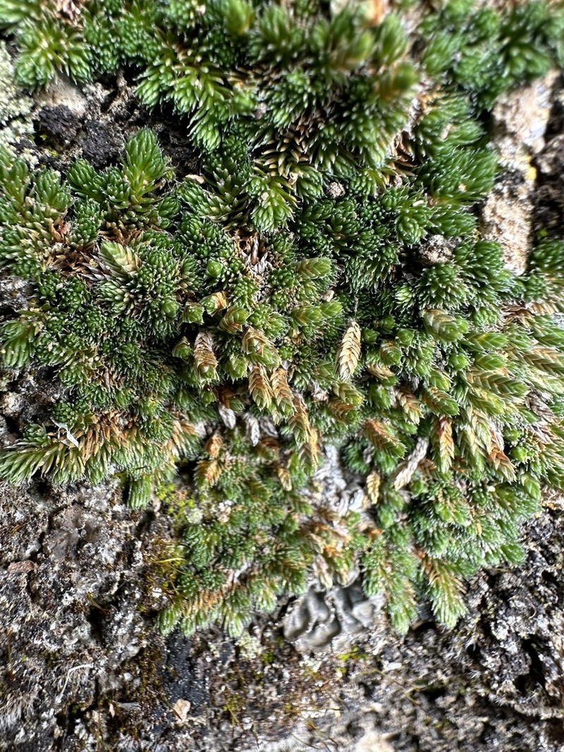 Mojave Spikemoss photo 6