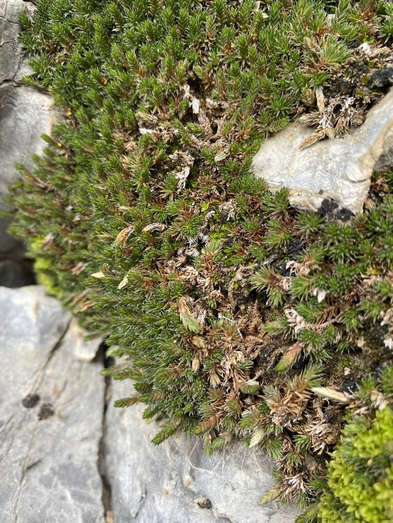 Mojave Spikemoss photo 7