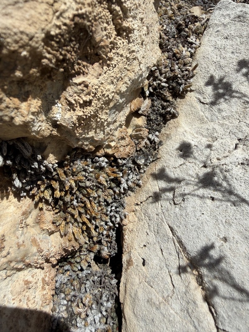 Mojave Spikemoss photo 8