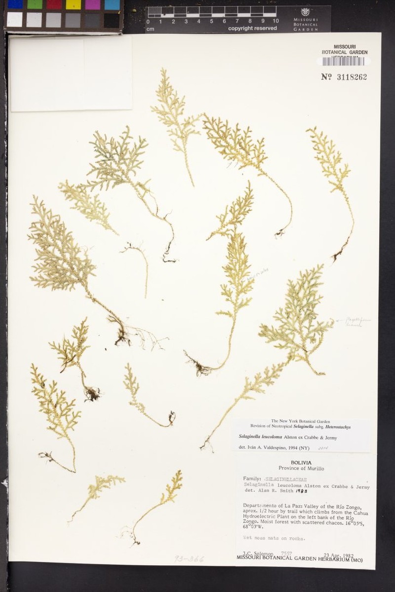 Selaginella leucoloma photo 2