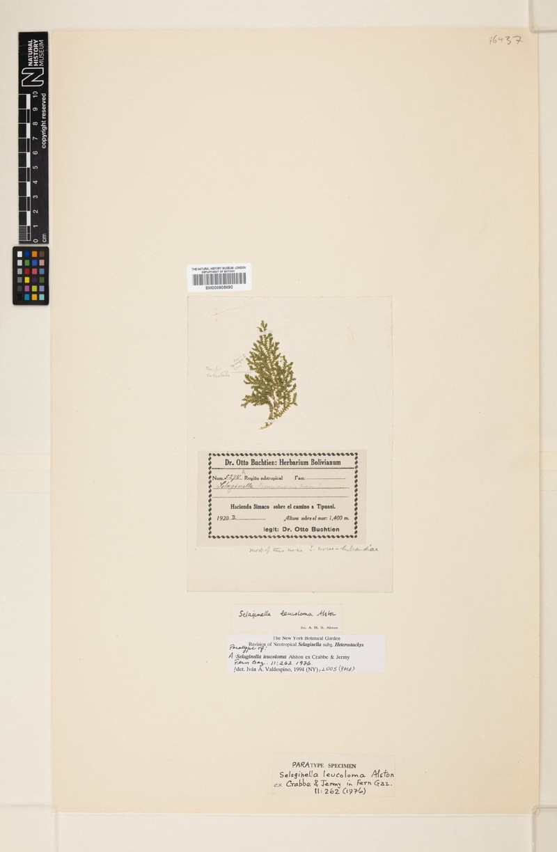 Selaginella leucoloma photo 3
