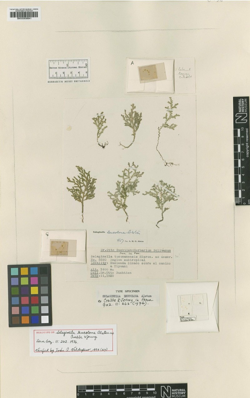 Selaginella leucoloma photo 4