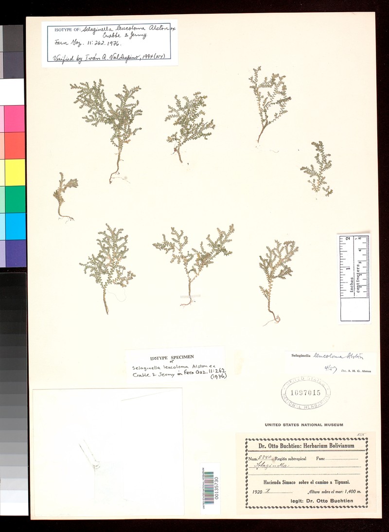 Selaginella leucoloma