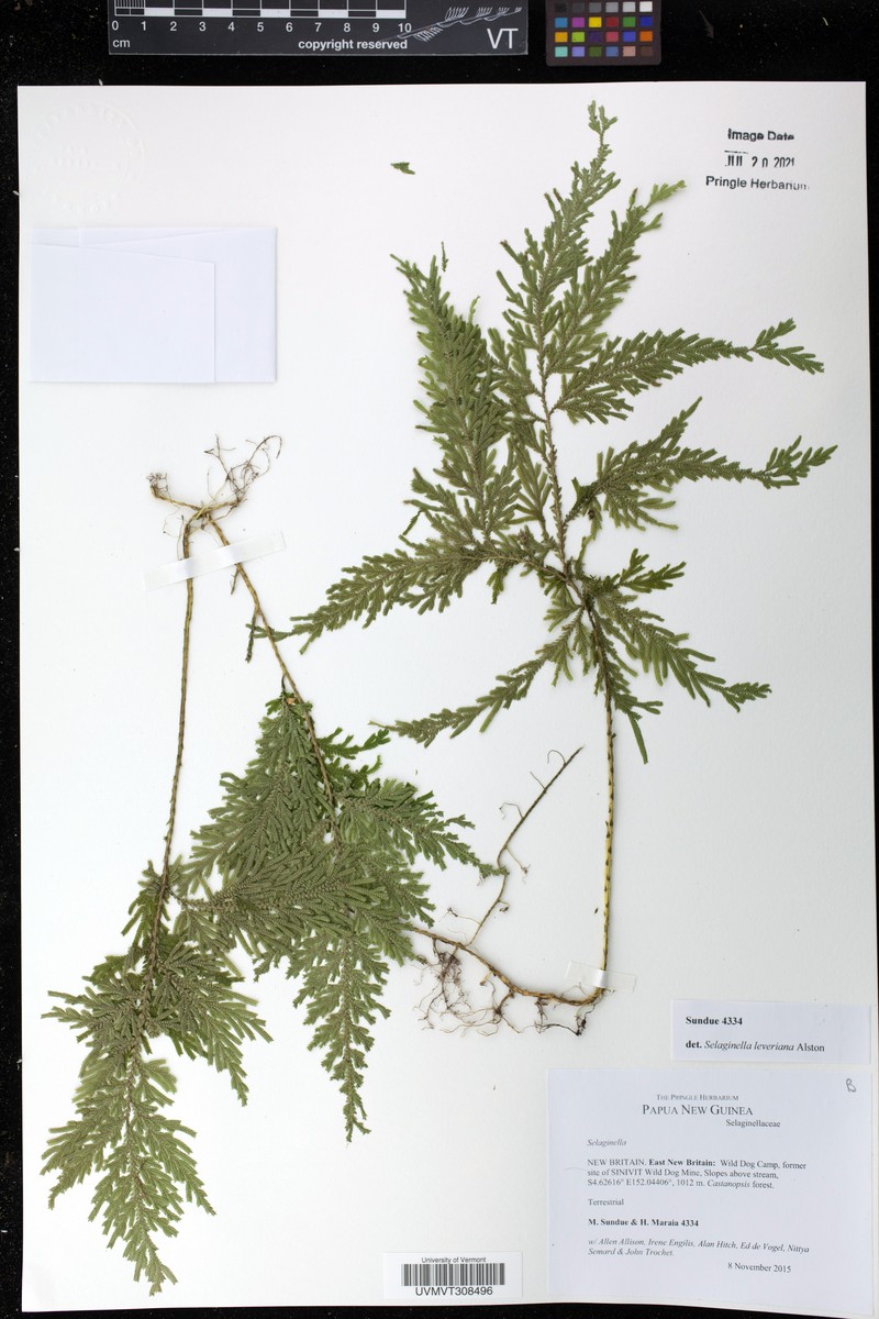 Selaginella leveriana