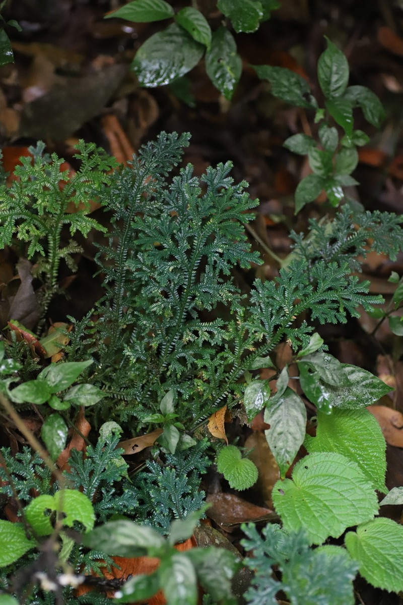 Selaginella lewalleana photo 2