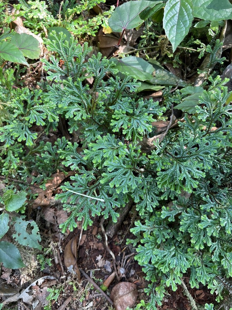 Selaginella lewalleana photo 3