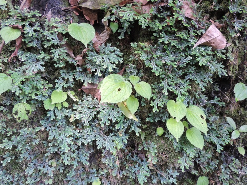 Selaginella lewalleana photo 4