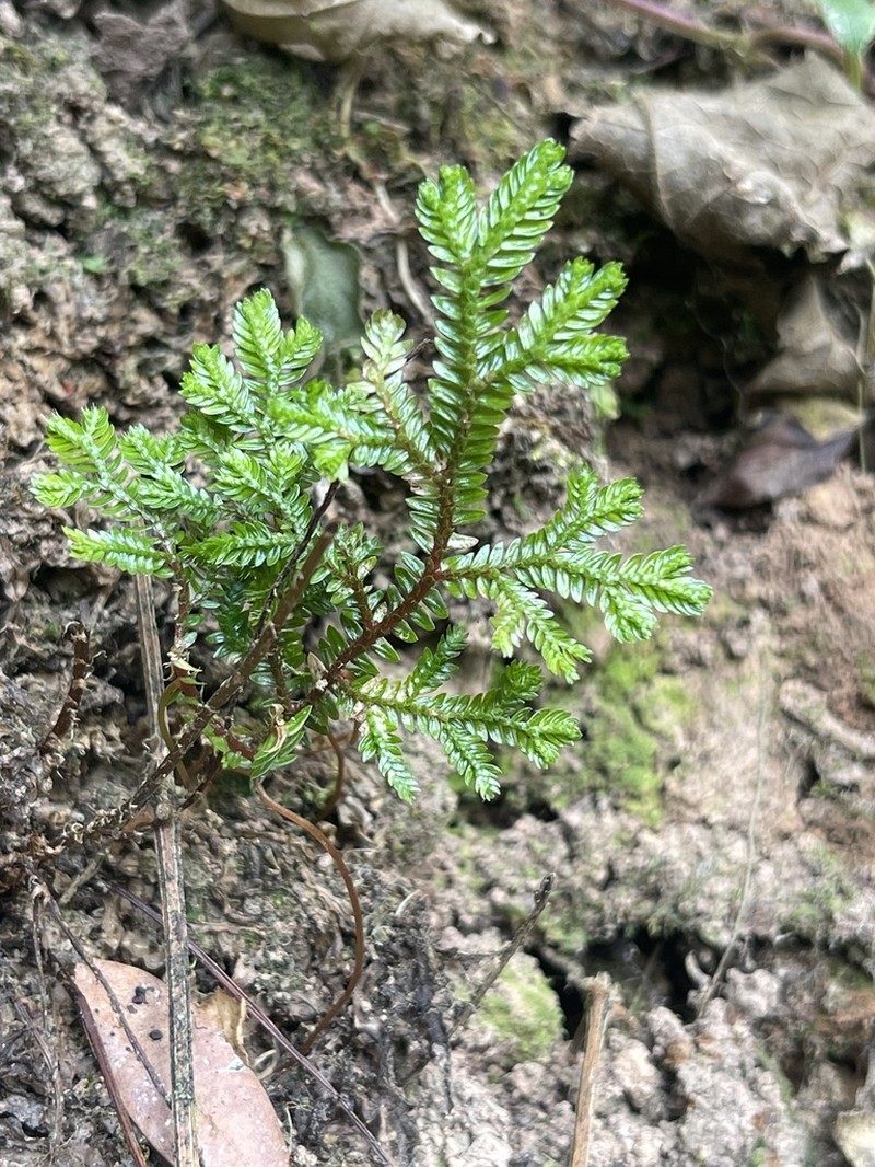 Selaginella lewalleana photo 5
