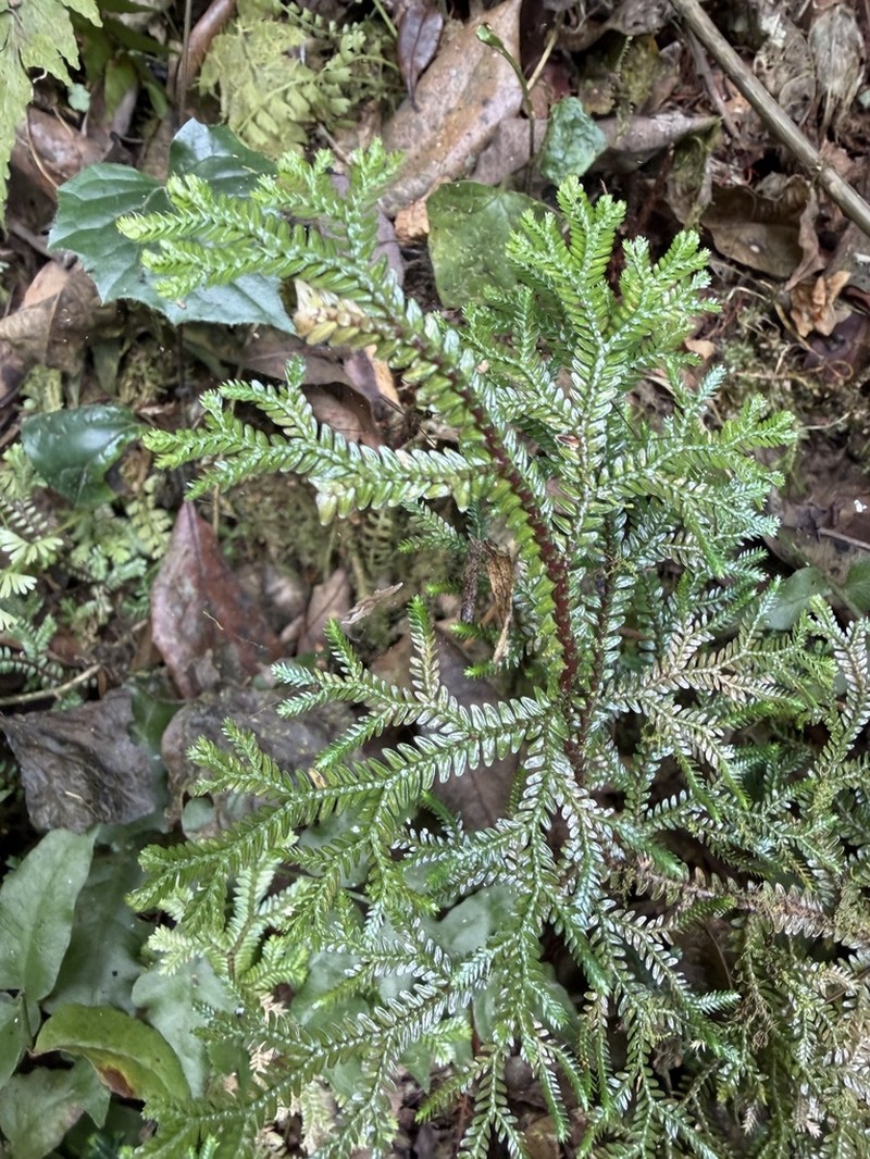 Selaginella lewalleana photo 6