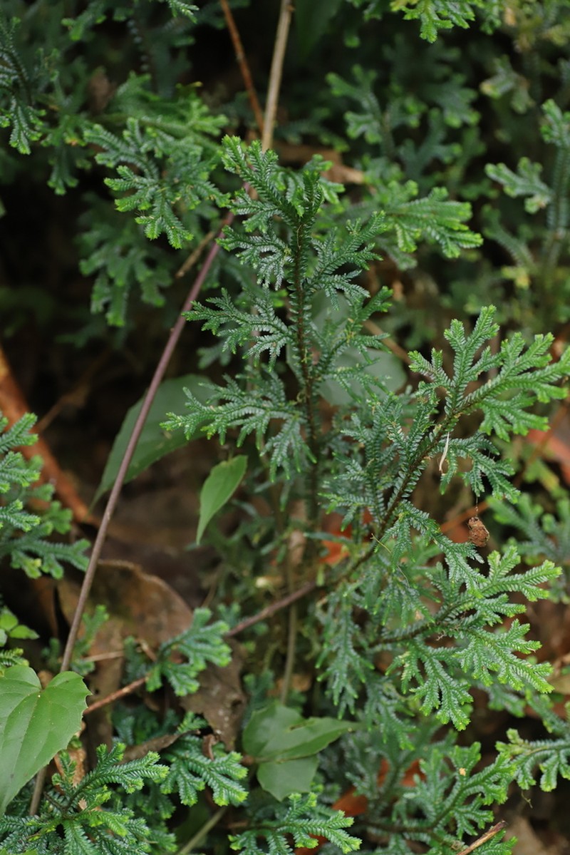 Selaginella lewalleana photo 7