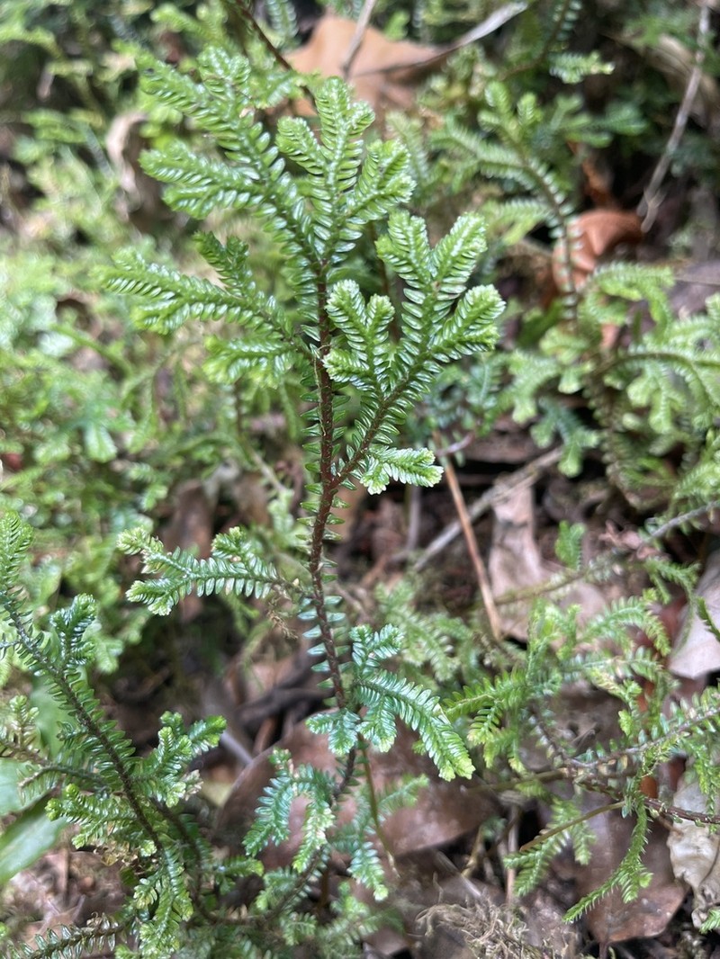 Selaginella lewalleana photo 8