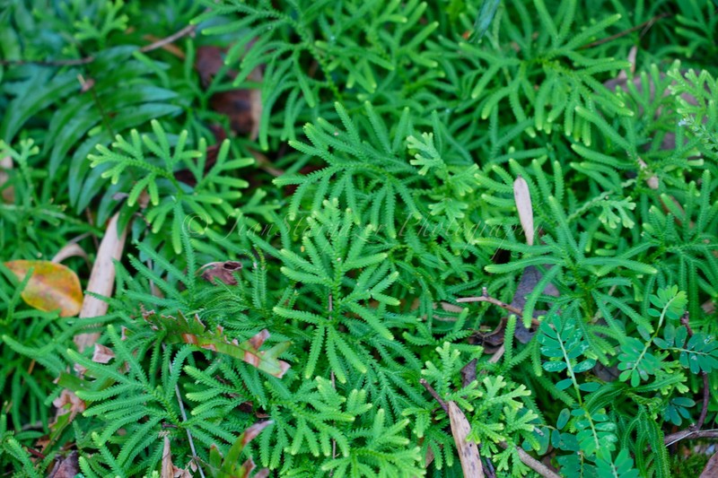 Selaginella limbata