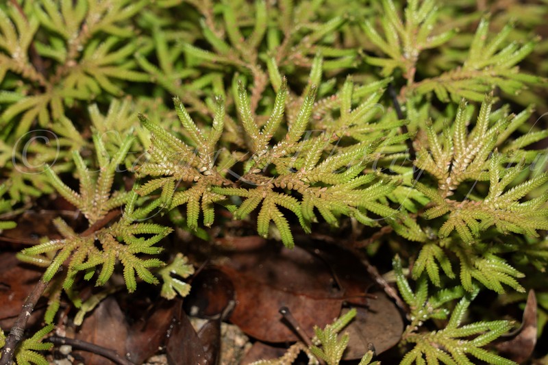Selaginella limbata photo 2