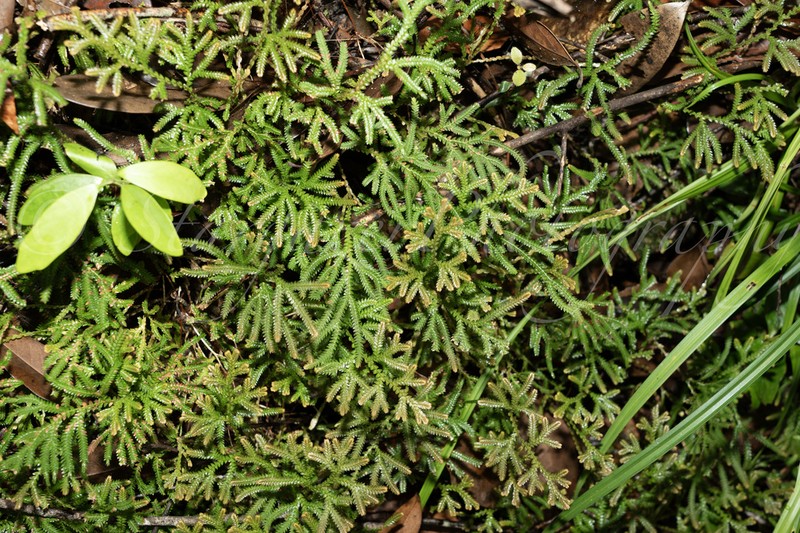 Selaginella limbata photo 3