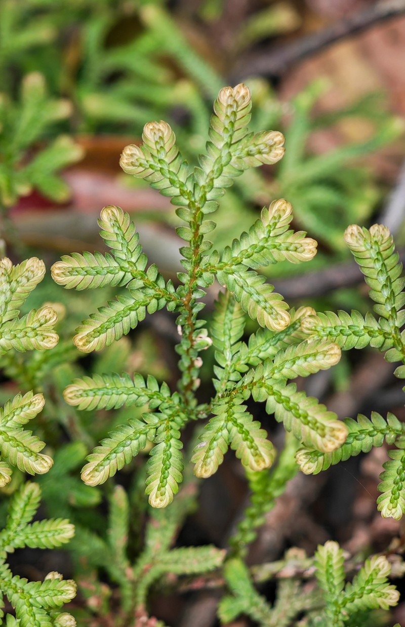 Selaginella limbata photo 4
