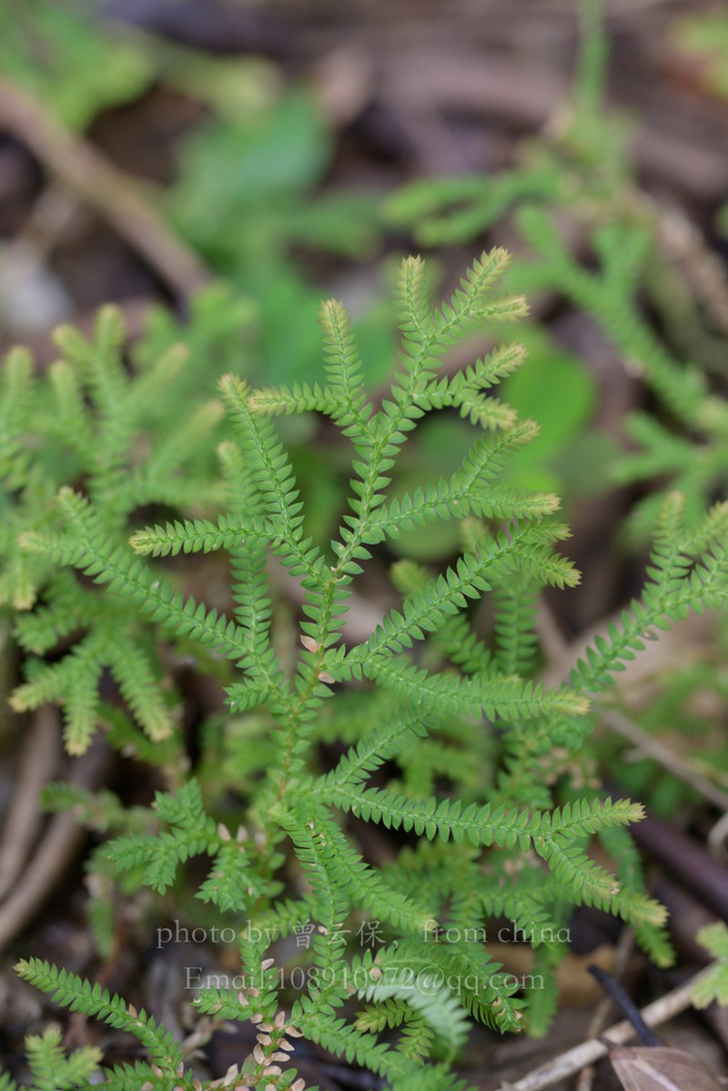 Selaginella limbata photo 5