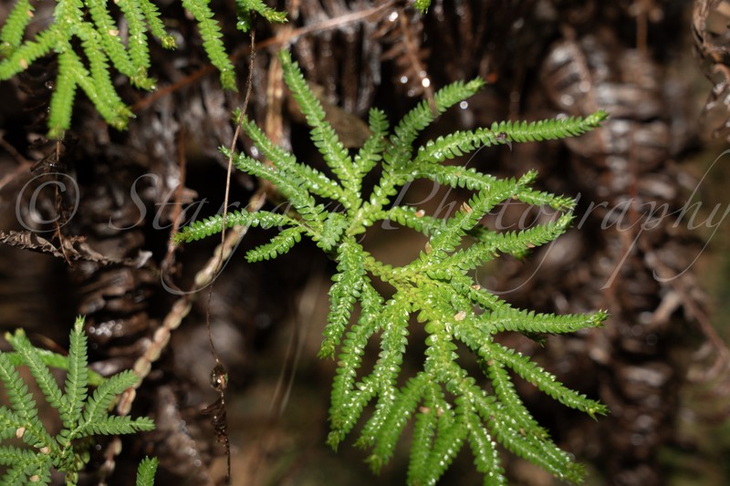 Selaginella limbata photo 6