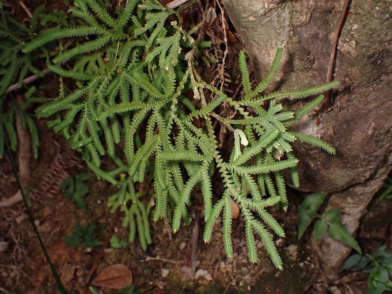 Selaginella limbata photo 7