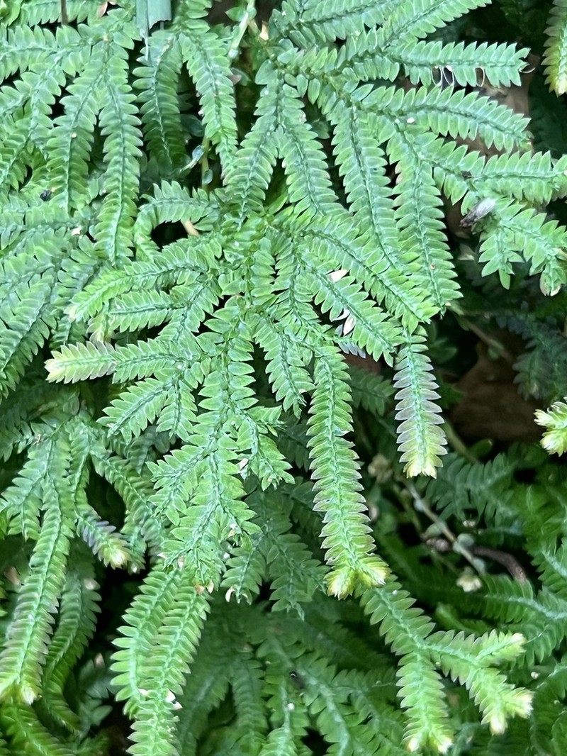 Selaginella limbata photo 8