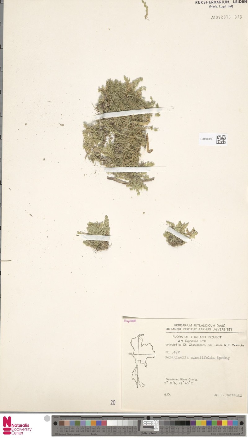 Selaginella lindhardtii