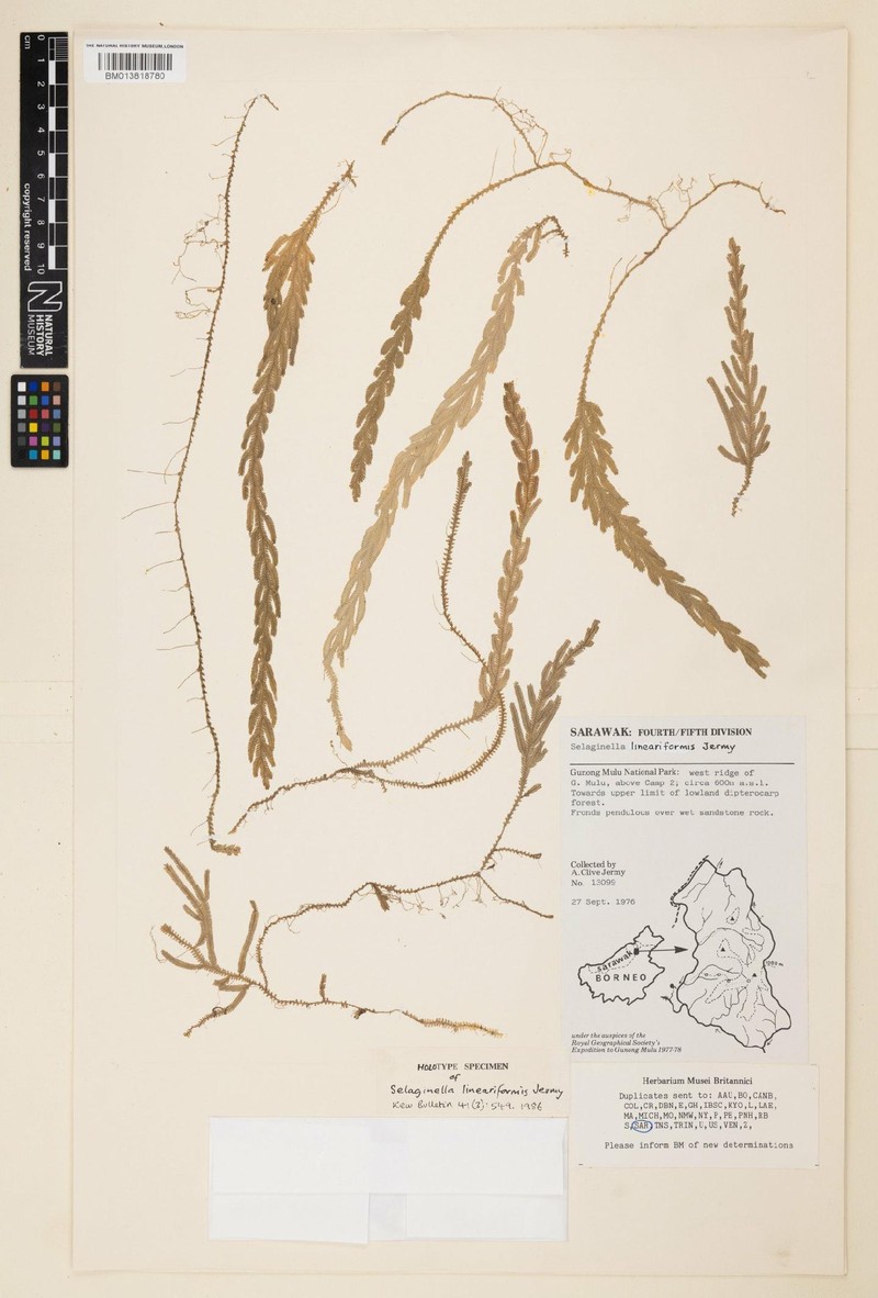 Selaginella lineariformis