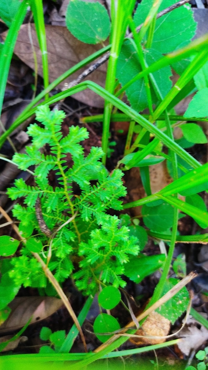 Selaginella lineolata