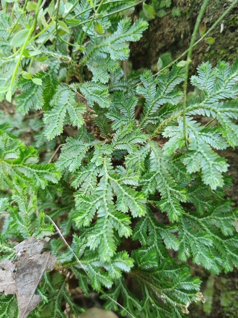 Selaginella lineolata photo 2