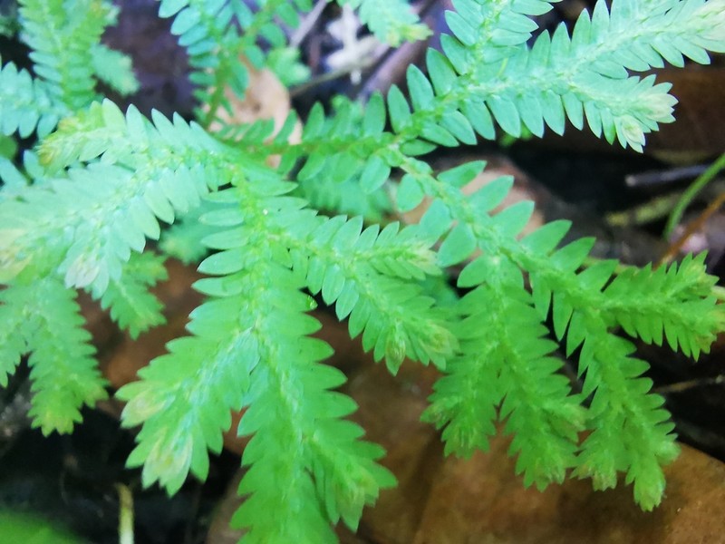 Selaginella lineolata photo 3