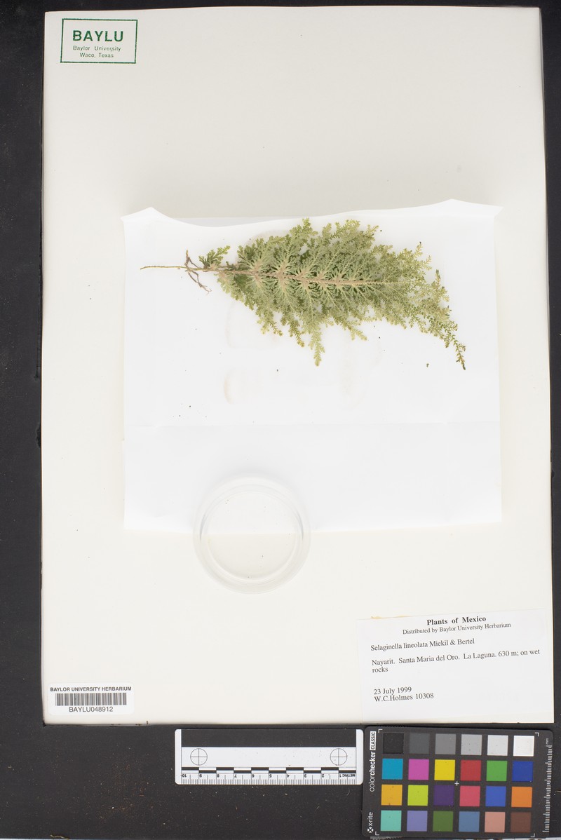 Selaginella lineolata photo 6